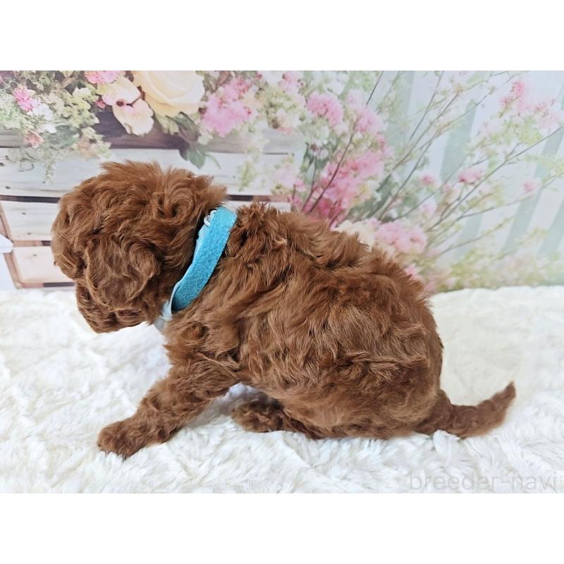 販売中の岐阜県のトイプードル-446529の8枚目