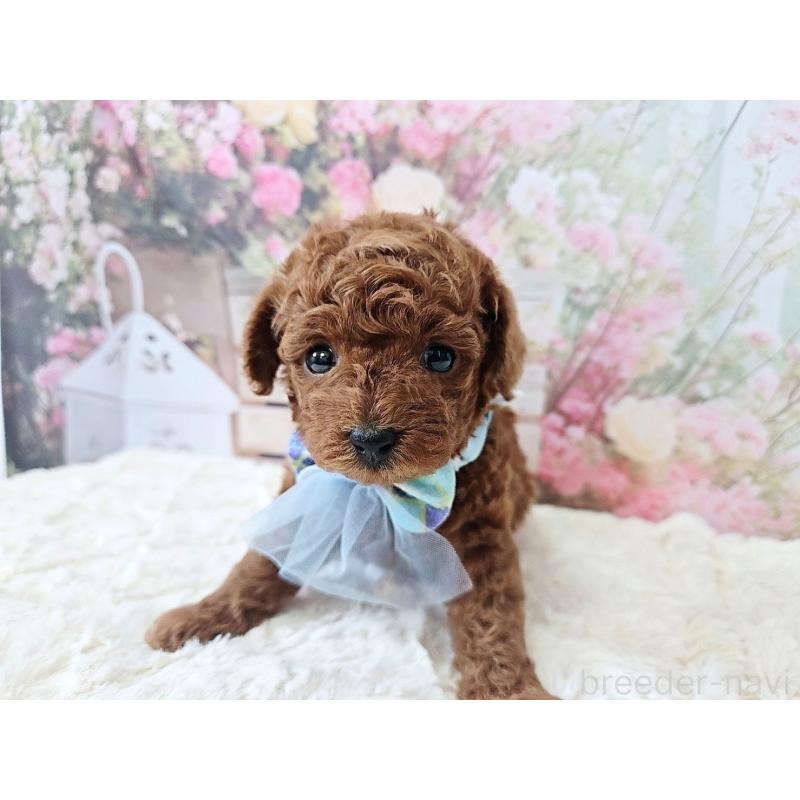 販売中の岐阜県のトイプードル-446529の6枚目