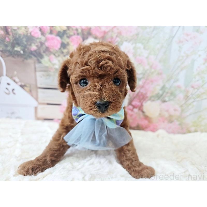 販売中の岐阜県のトイプードル-446529の3枚目