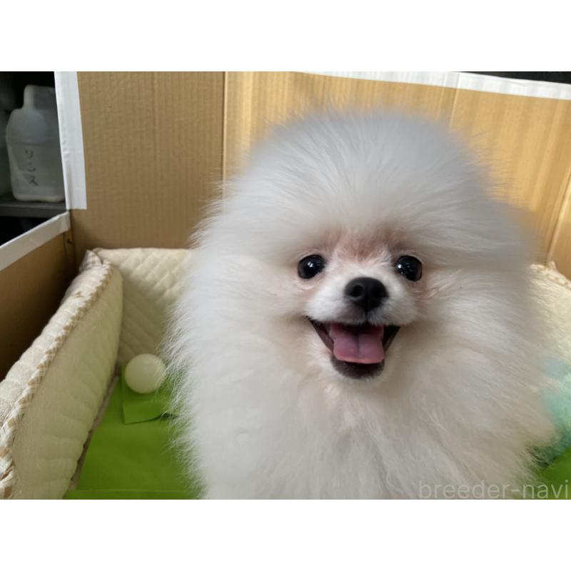 販売中の岐阜県のポメラニアン-430054の3枚目
