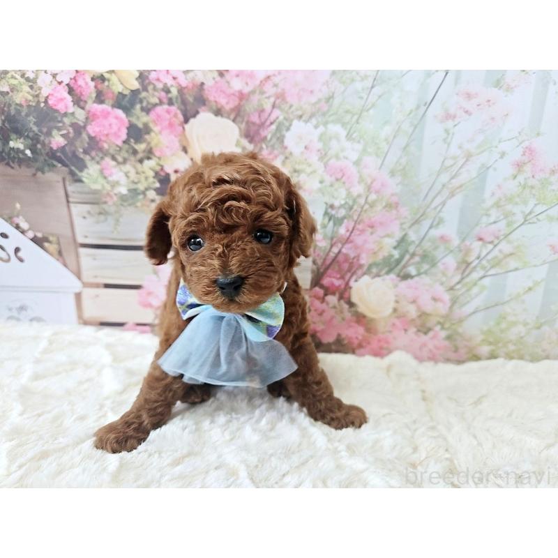 販売中の岐阜県のトイプードル-446529の4枚目