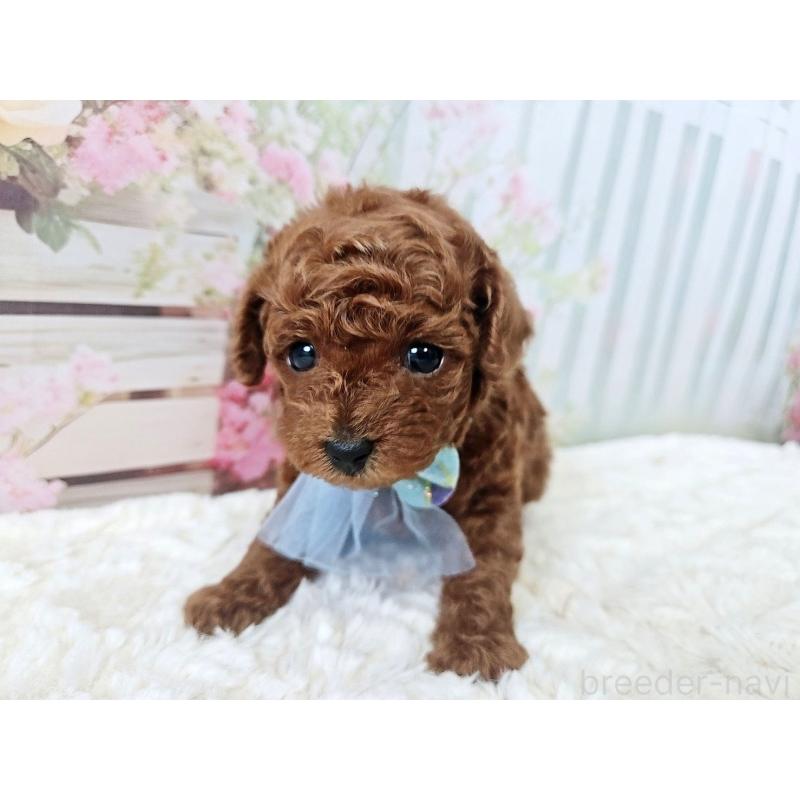 販売中の岐阜県のトイプードル-446529の2枚目