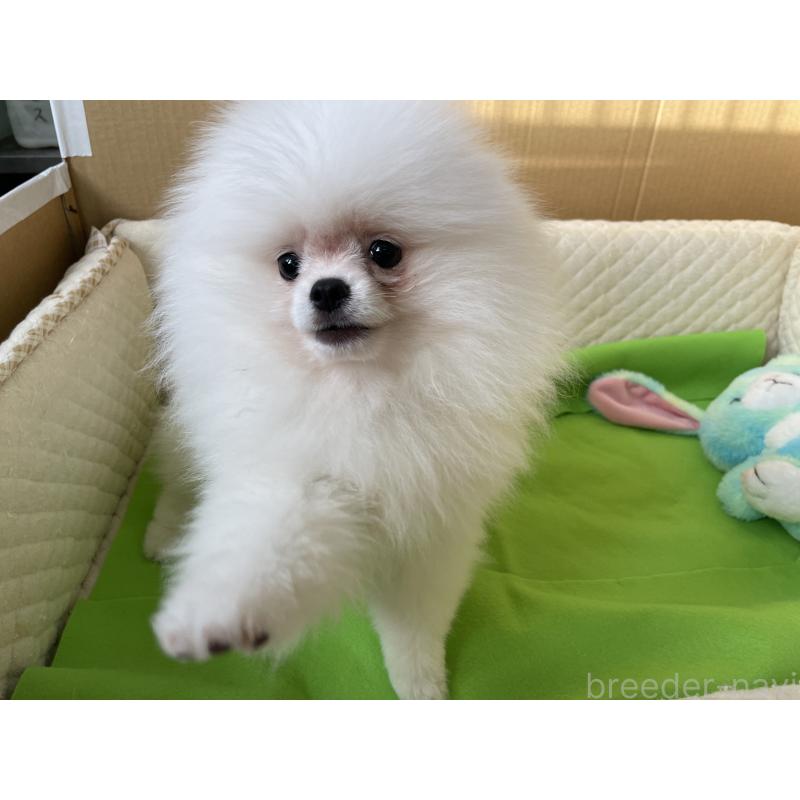 販売中の岐阜県のポメラニアン-430054の2枚目