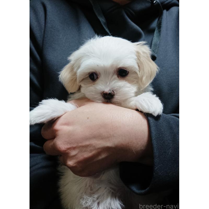 販売中の栃木県のマルシーズー:マルチーズ×シーズー-446530の2枚目