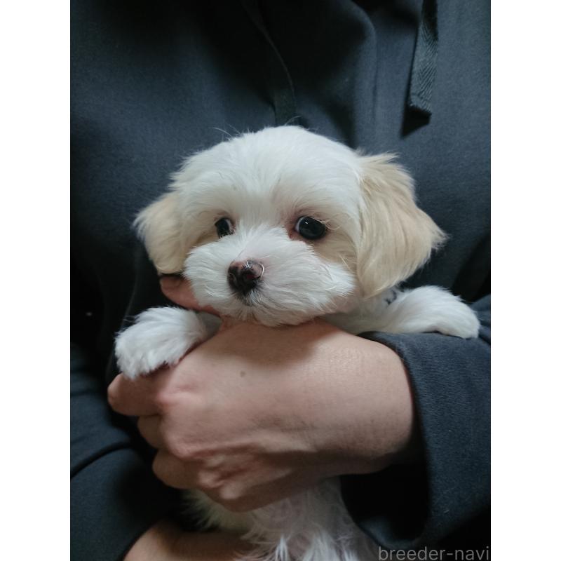 販売中の栃木県のマルシーズー:マルチーズ×シーズー-446530の1枚目