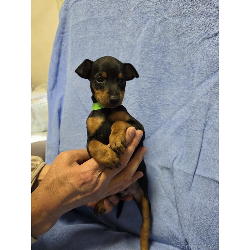 販売中の静岡県のトイマンチェスターテリア-446531の2枚目