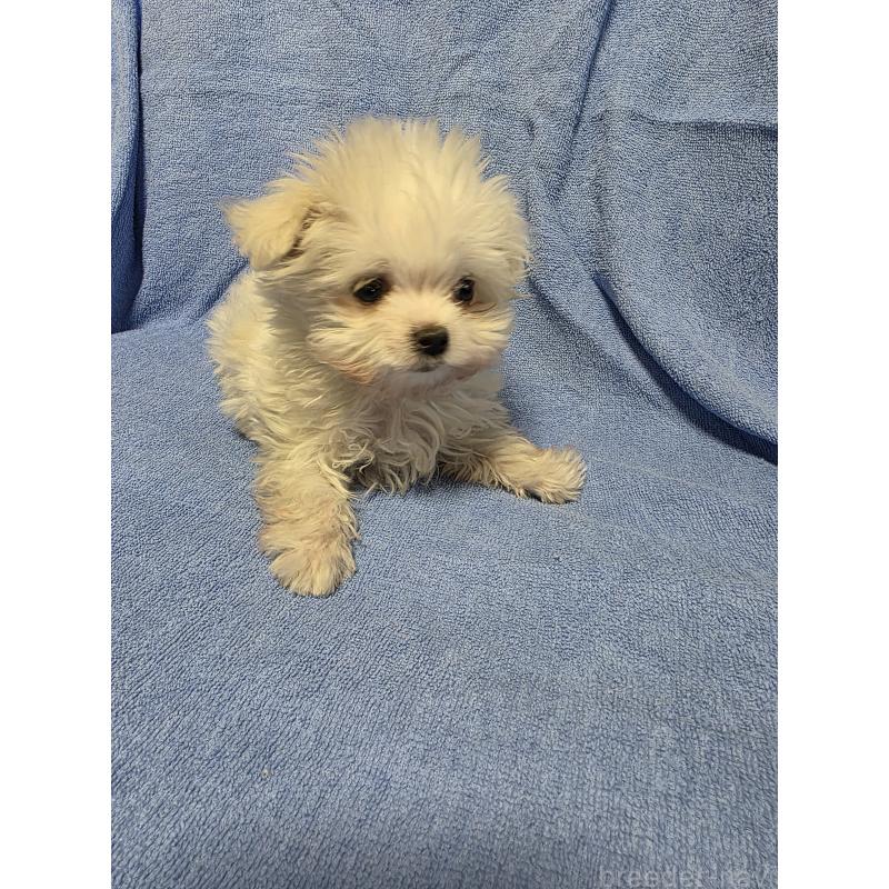 販売中の静岡県のマルチーズ-446532の2枚目