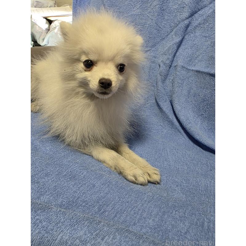 販売中の静岡県の日本スピッツ-446533の2枚目