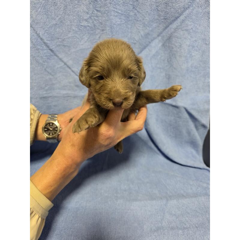 販売中の静岡県のワイマラナー-446535の2枚目