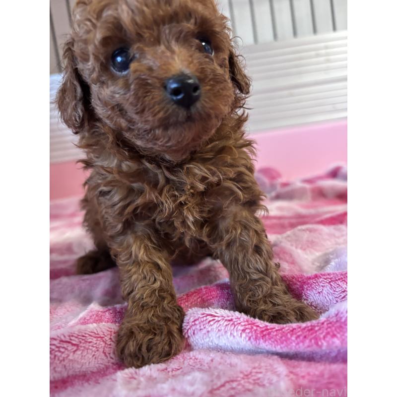 販売中の福岡県のタイニープードル-446534の3枚目