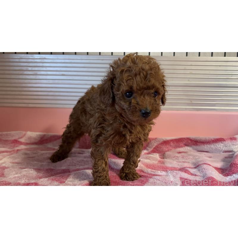 販売中の福岡県のタイニープードル-446534の2枚目