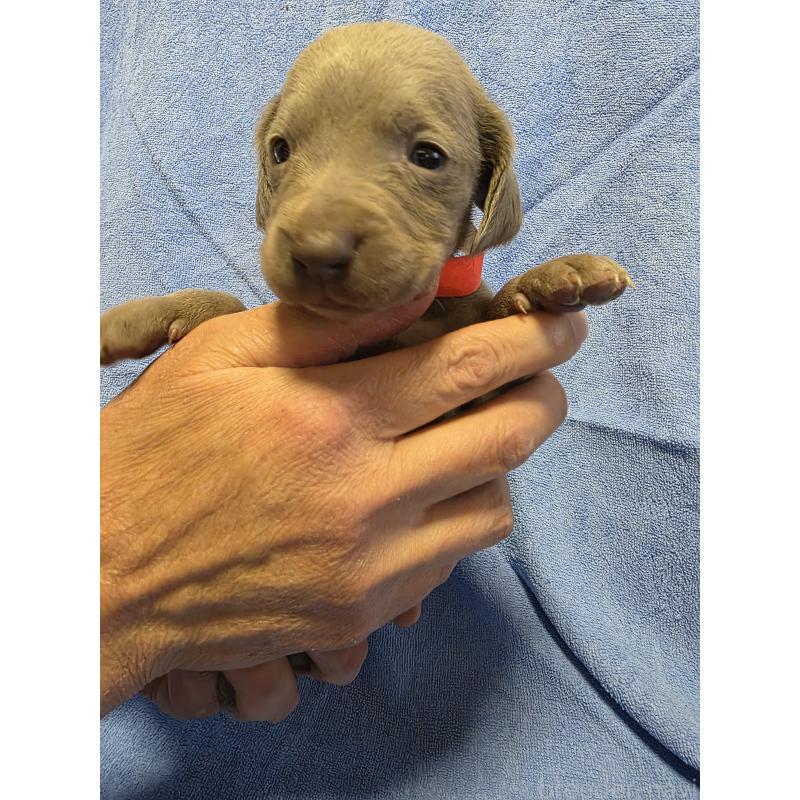 販売中の静岡県のワイマラナー-446537の2枚目