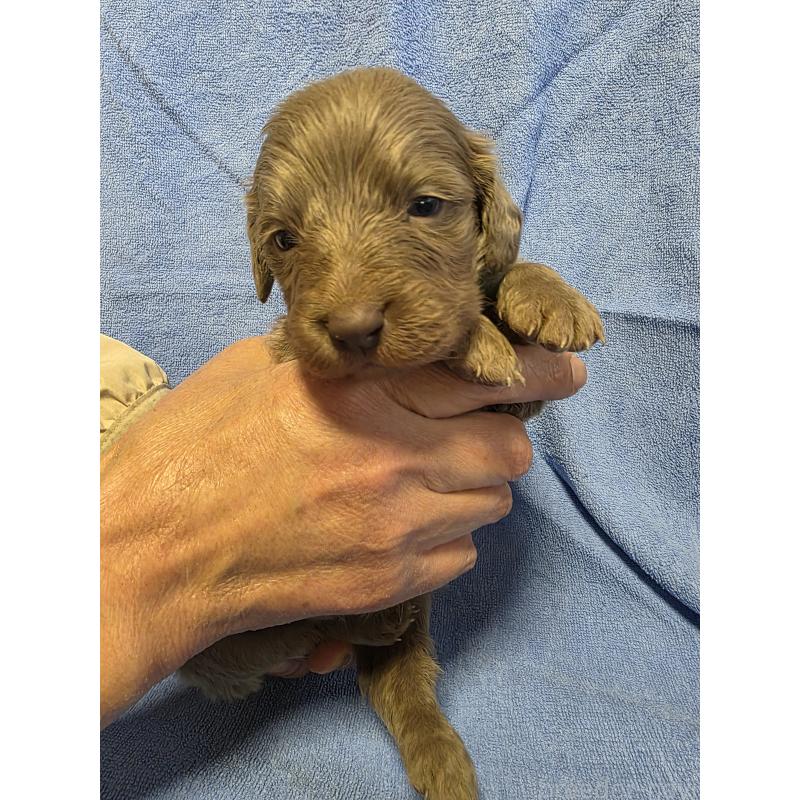 販売中の静岡県のワイマラナー-446538の2枚目