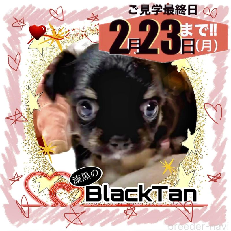 販売中の大阪府のチワワ(ロングコート)-446349