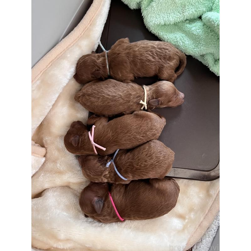 販売中の鹿児島県のトイプードル-446540の2枚目