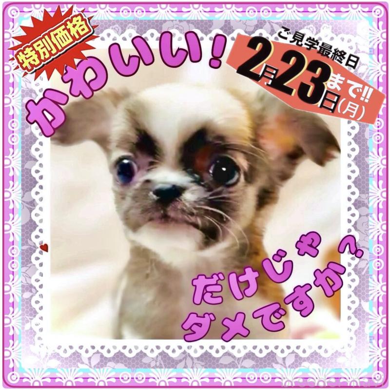 販売中の大阪府のチワワ(ロングコート)-443316