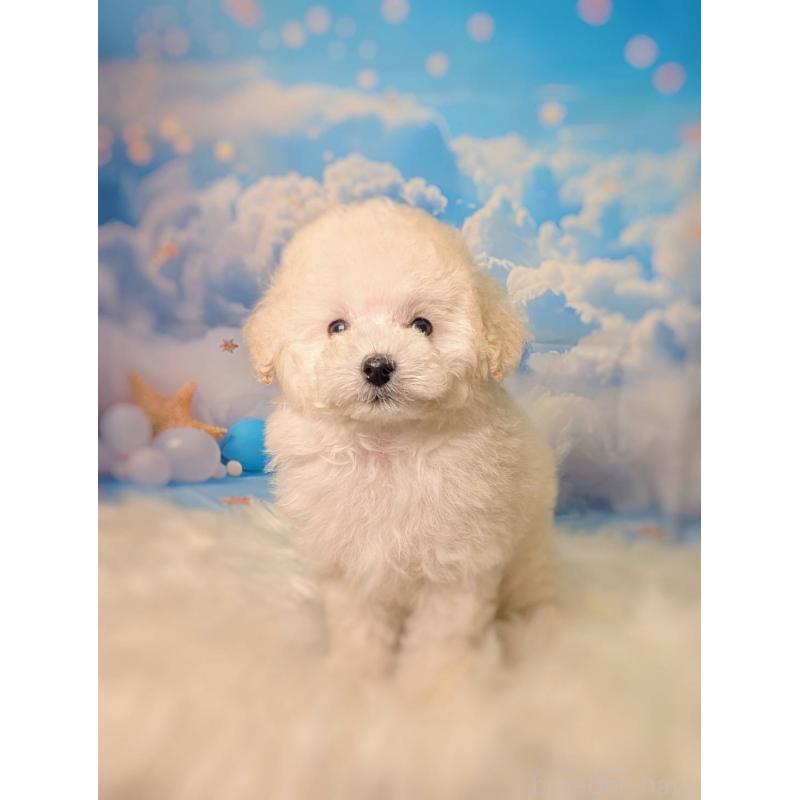 商談中の広島県のトイプードル-441187の6枚目