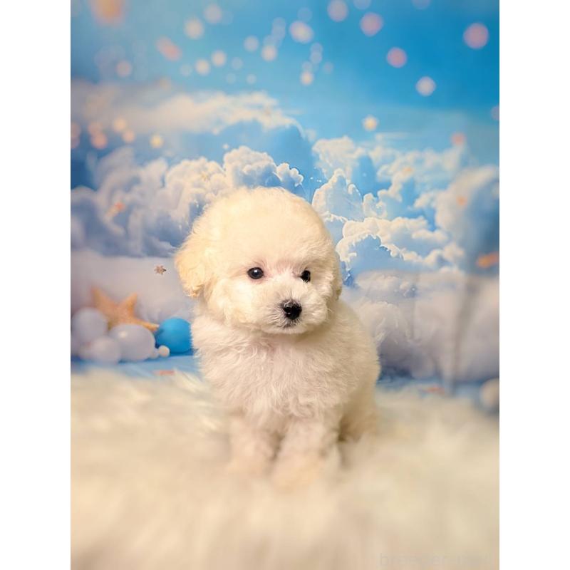 商談中の広島県のトイプードル-441187の5枚目