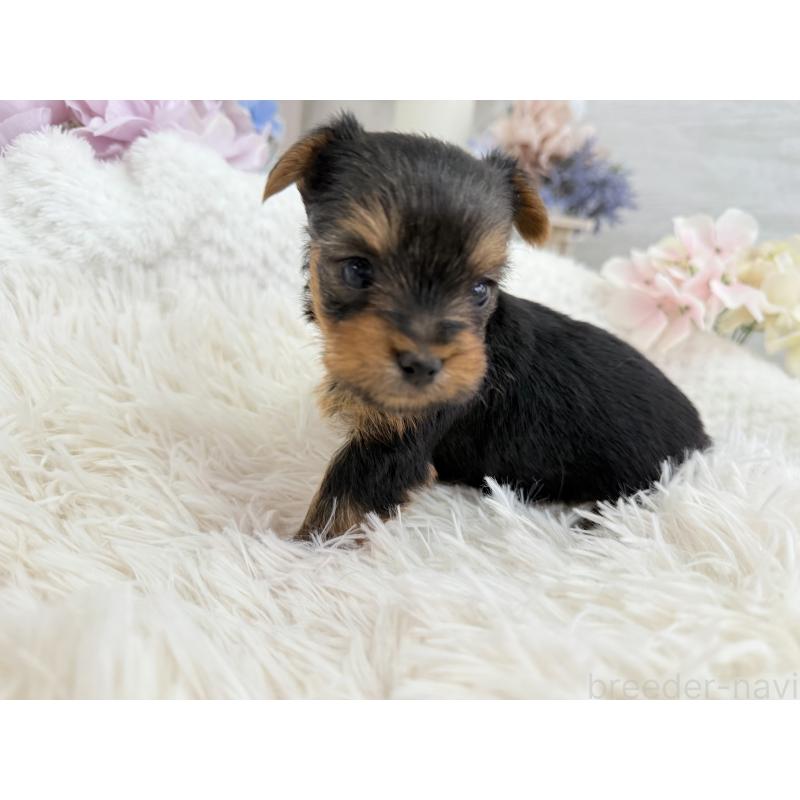 販売中の京都府のヨークシャーテリア-446288の8枚目