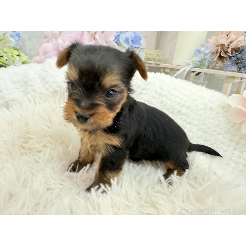 販売中の京都府のヨークシャーテリア-446288の7枚目