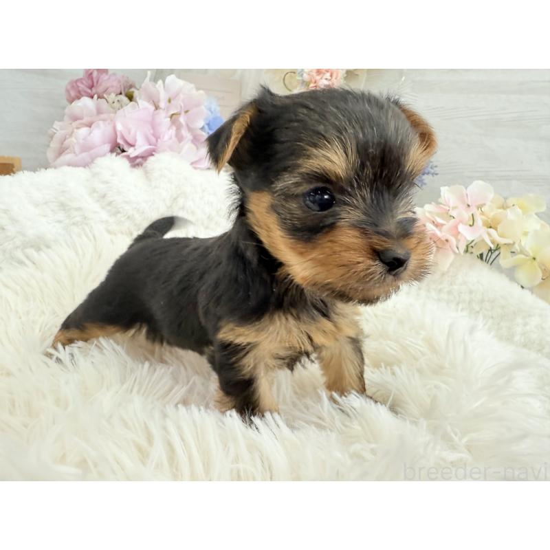 販売中の京都府のヨークシャーテリア-446288の5枚目