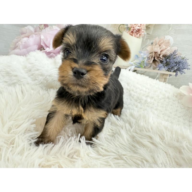 販売中の京都府のヨークシャーテリア-446288の4枚目