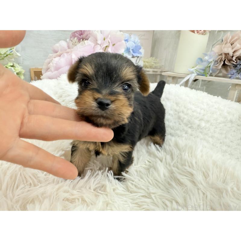 販売中の京都府のヨークシャーテリア-446288の3枚目