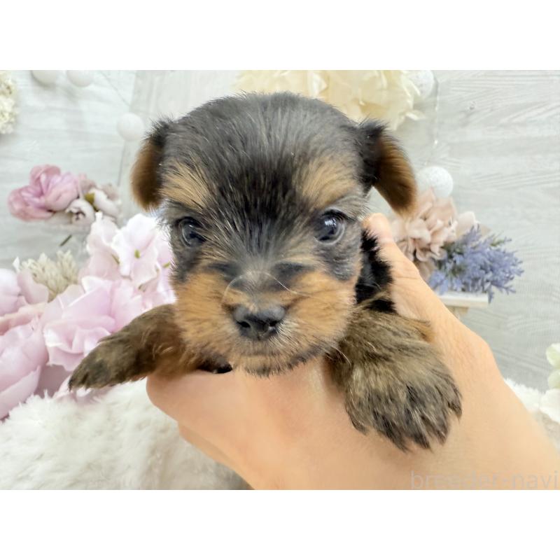 販売中の京都府のヨークシャーテリア-446288の2枚目