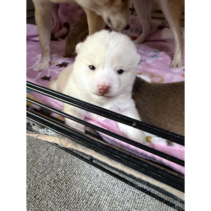 販売中の岡山県の豆柴-446289の6枚目