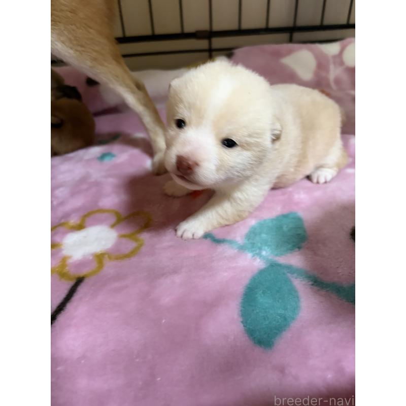 販売中の岡山県の豆柴-446289の5枚目