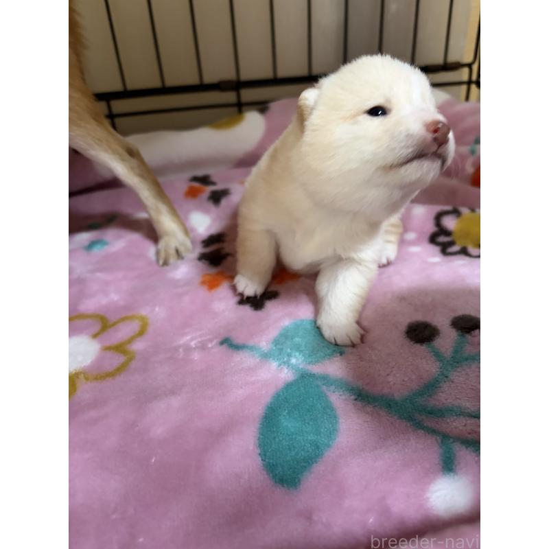 販売中の岡山県の豆柴-446289の4枚目