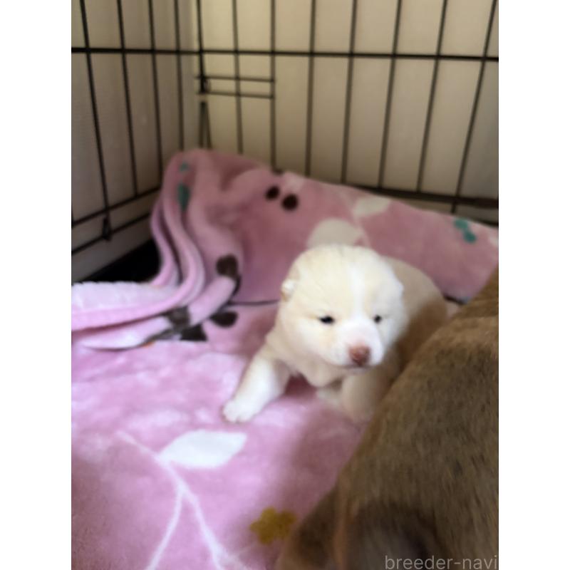 販売中の岡山県の豆柴-446289の3枚目