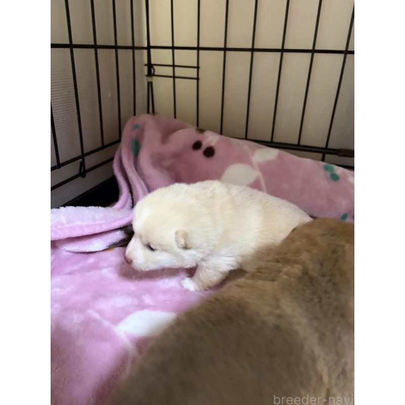 販売中の岡山県の豆柴-446289の2枚目