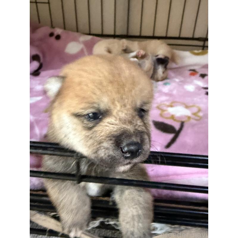 販売中の岡山県の豆柴-446290の5枚目