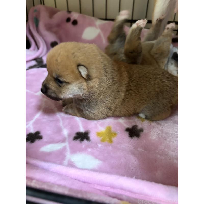 販売中の岡山県の豆柴-446290の4枚目