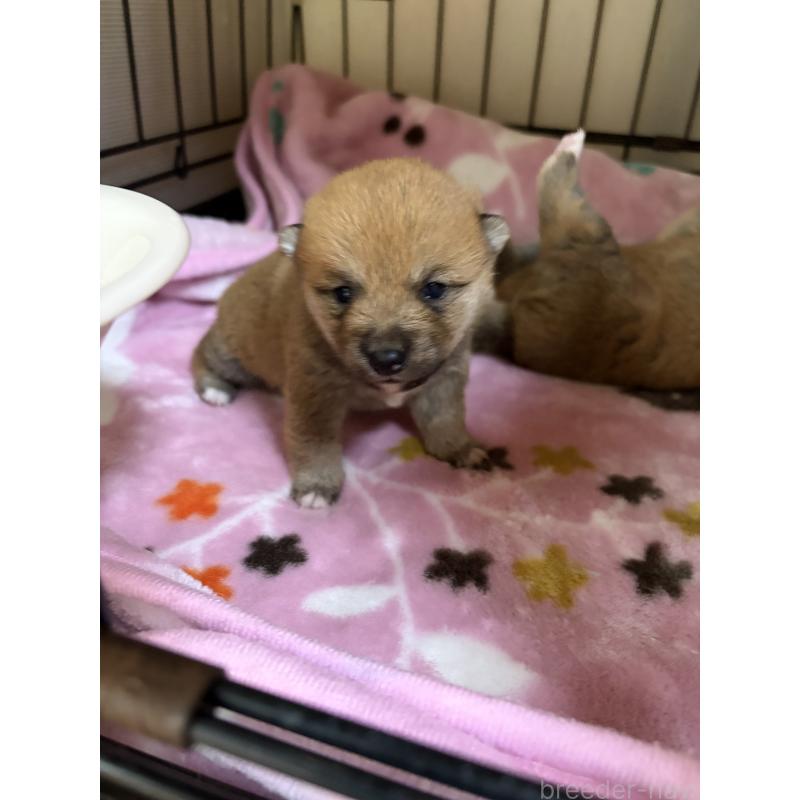 販売中の岡山県の豆柴-446290の3枚目