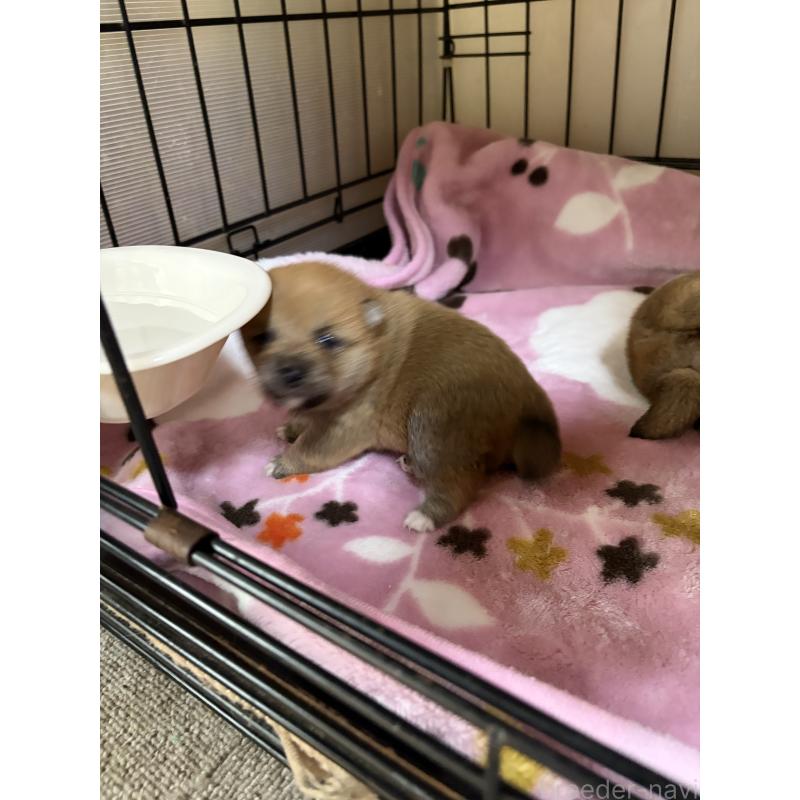 販売中の岡山県の豆柴-446290の2枚目