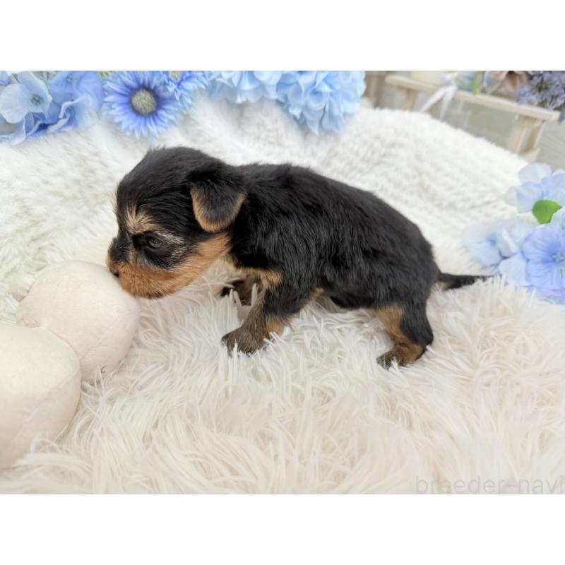 販売中の京都府のヨークシャーテリア-446291の7枚目