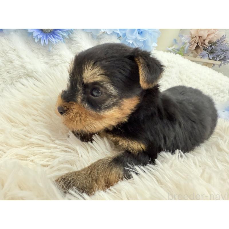 販売中の京都府のヨークシャーテリア-446291の5枚目