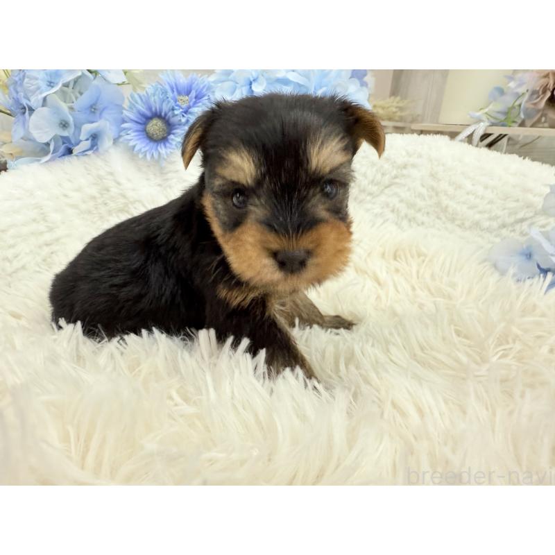 販売中の京都府のヨークシャーテリア-446291の4枚目