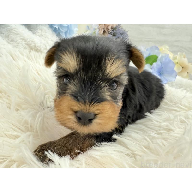 販売中の京都府のヨークシャーテリア-446291の3枚目