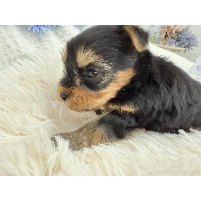 販売中の京都府のヨークシャーテリア-446291の2枚目