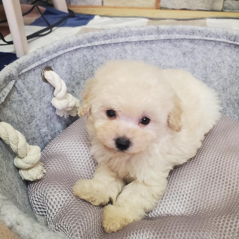 販売中の広島県のトイプードル-446292の4枚目