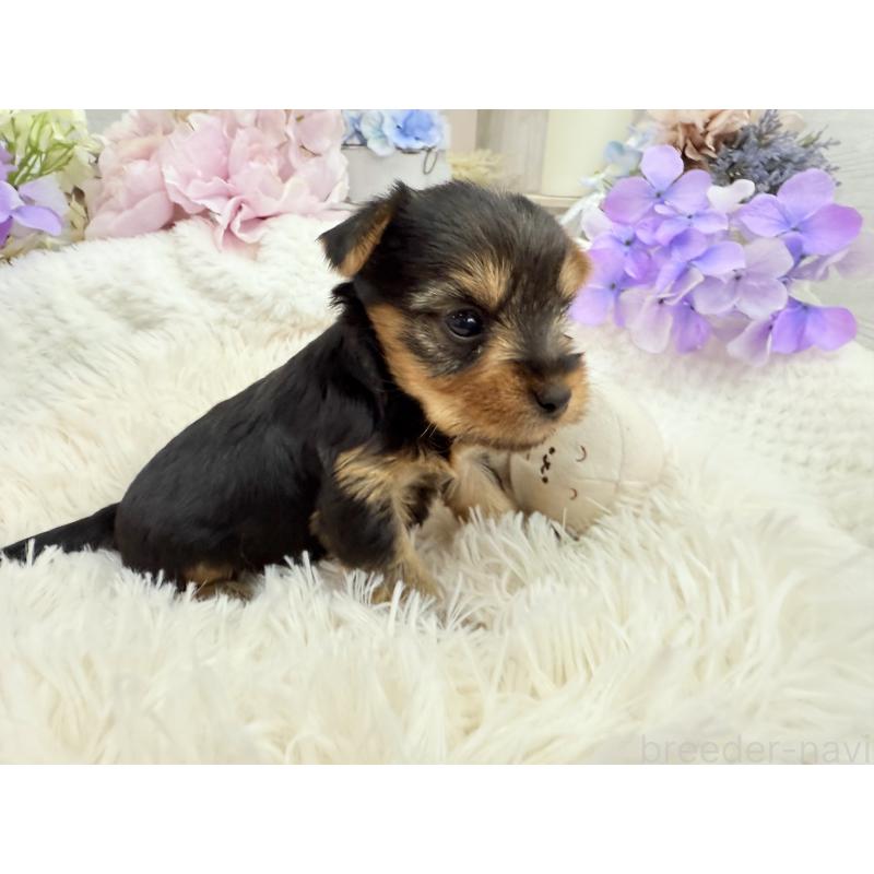 販売中の京都府のヨークシャーテリア-446293の8枚目