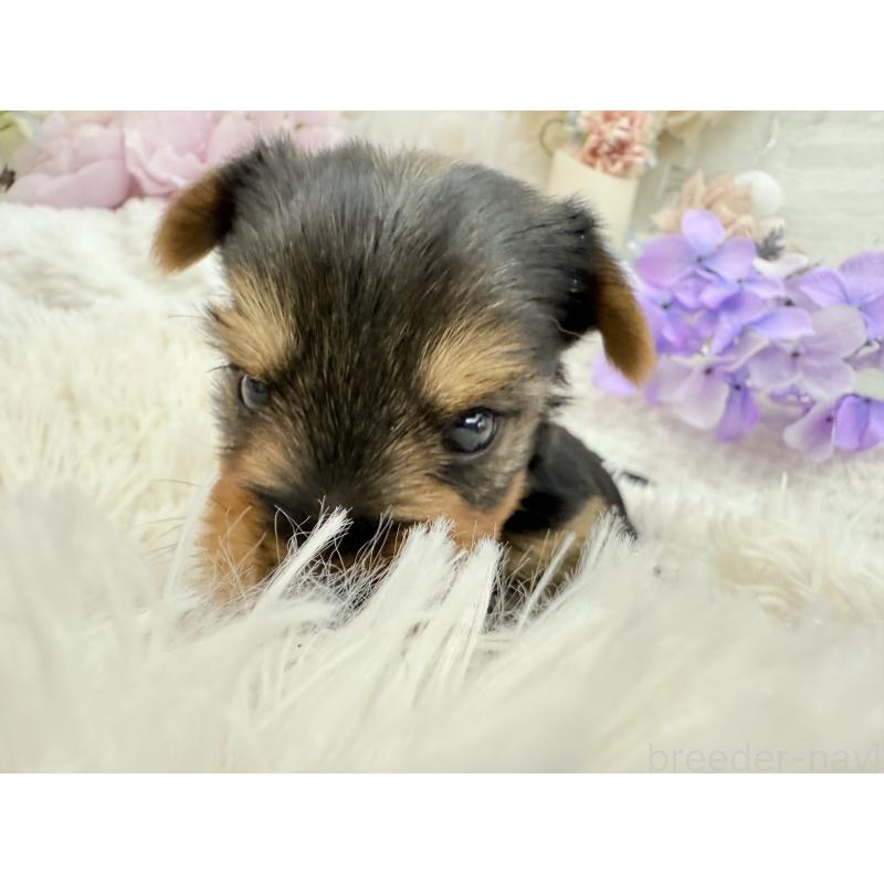 販売中の京都府のヨークシャーテリア-446293の7枚目