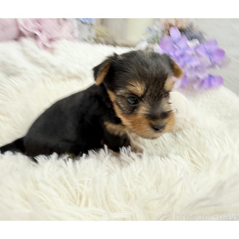 販売中の京都府のヨークシャーテリア-446293の6枚目