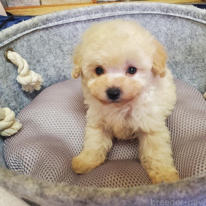 販売中の広島県のトイプードル-446292の3枚目