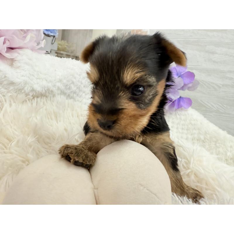 販売中の京都府のヨークシャーテリア-446293の4枚目