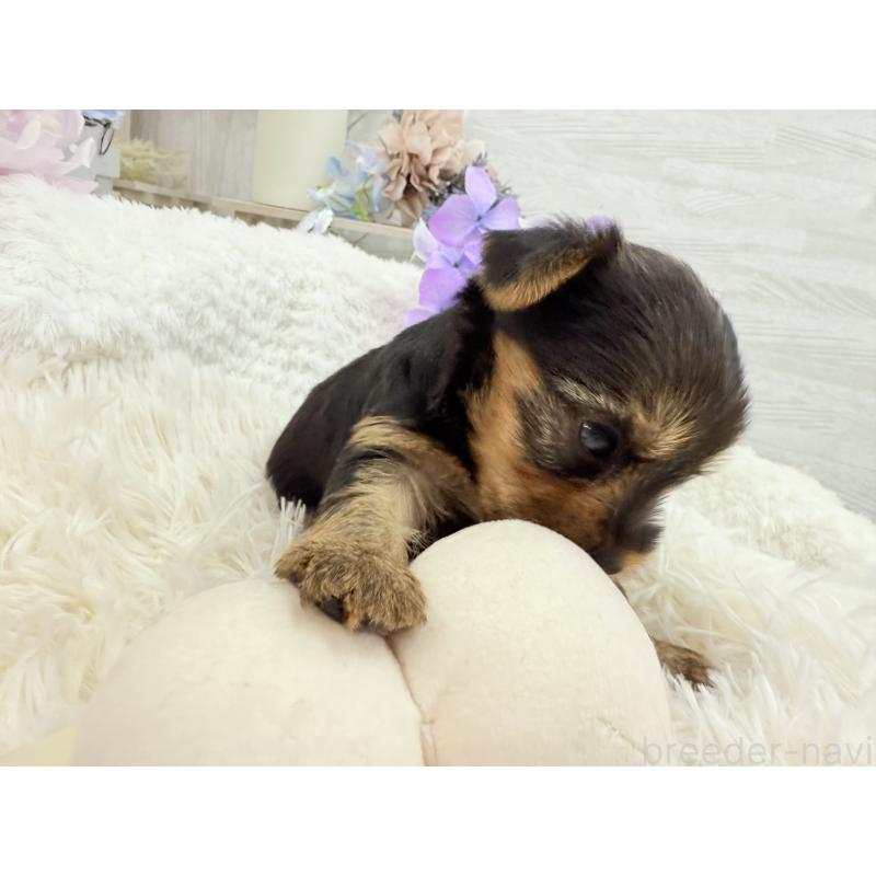 販売中の京都府のヨークシャーテリア-446293の3枚目