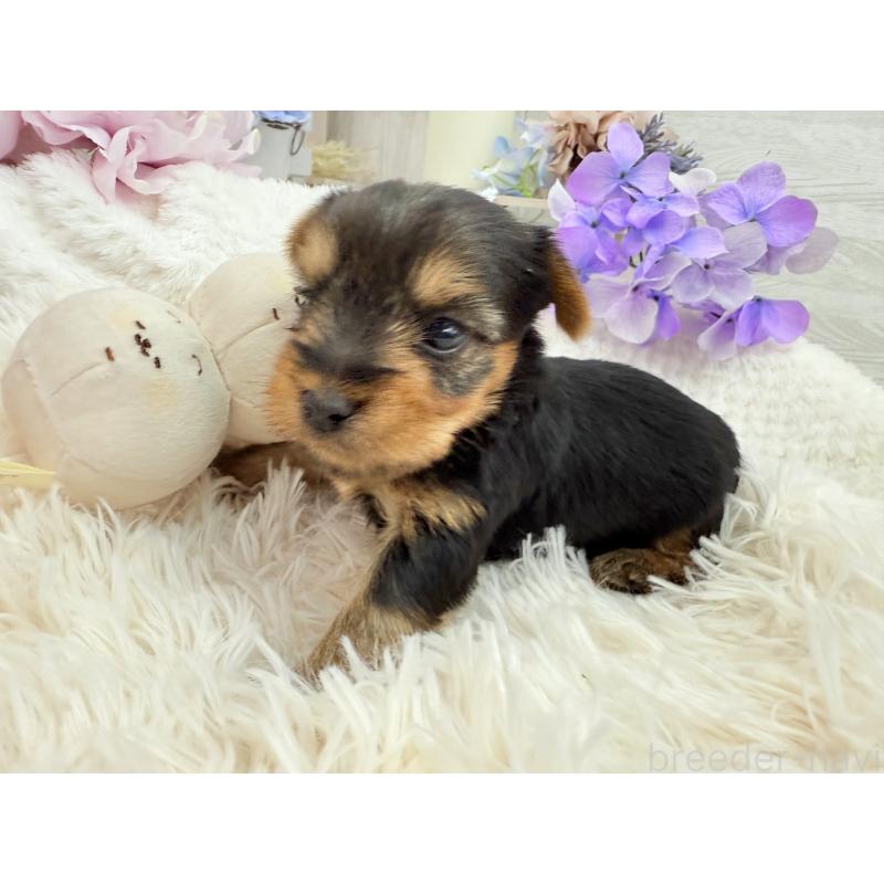 販売中の京都府のヨークシャーテリア-446293の2枚目